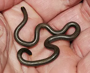 Leptotyphlops: Black Blind Snake