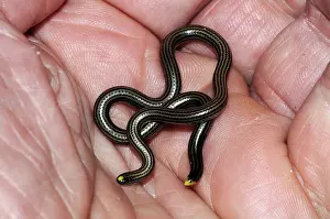 Leptotyphlops: Black blind snake