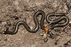 Leptotyphlops: Black Blind Snake