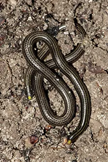 Leptotyphlops: Black Blind Snake