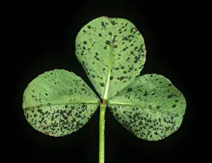 Trifolium: Black blotch dark spots on clover leaf