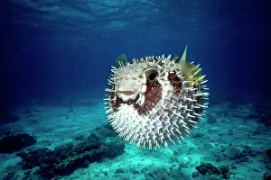 Porcupinefish: Black-Blotched Porcupine Fish - puffed up. sometime