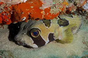Trunkfish: Black-blotched porcupinefish (Diodon liturosus)