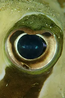 Blotched: Black-blotched Porcupinefish eye close-up Rusak