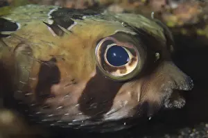 Blotched: Black-blotched Porcupinefish - Maulana Jetty