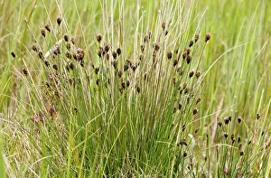 Nigricans: Black Bog-rush
