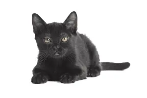 Bombays: Black Bombay Cat