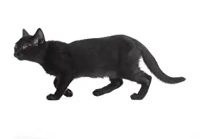 Bombays: Black Bombay Cat