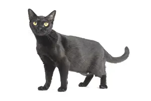 Bombays: Black Bombay Cat