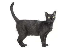 Bombays: Black Bombay Cat