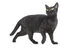 Bombays: Black Bombay Cat