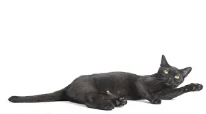 Bombays: Black Bombay Cat