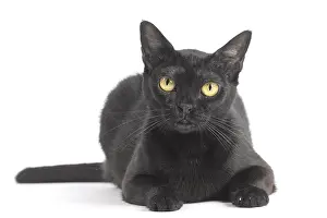 Bombays: Black Bombay Cat