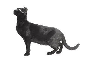 Bombays: Black Bombay Cat