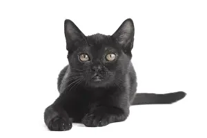 Bombays: Black Bombay Cat