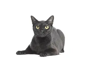 Bombays: Black Bombay Cat
