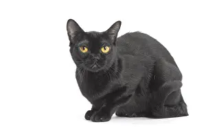 Bombays: Black Bombay Cat