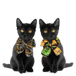Bows: Black Bombay Cat, two cute kittens wearing Halloween bow tie