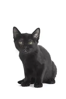 Bombays: Black Bombay Cat, kitten