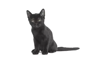 Bombays: Black Bombay Cat, kitten