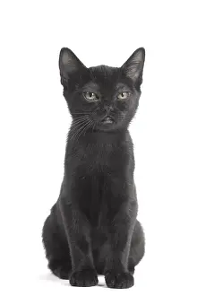Bombays: Black Bombay Cat, kitten