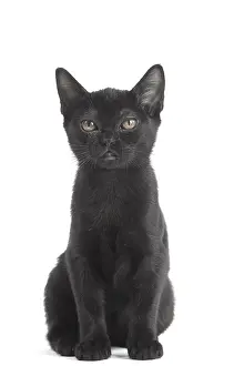 Bombays: Black Bombay Cat, kitten