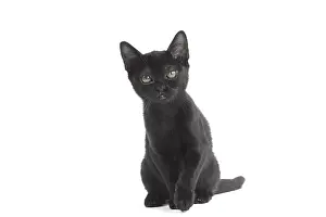 Bombays: Black Bombay Cat, kitten