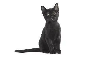 Bombays: Black Bombay Cat, kitten