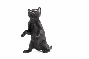Bombays: Black Bombay Cat, kitten