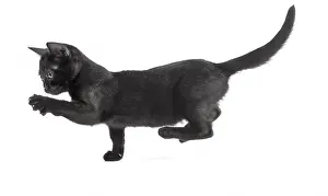 Bombays: Black Bombay Cat, kitten