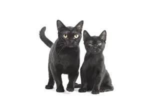 Bombays: Black Bombay Cat and kitten Black Bombay Cat and