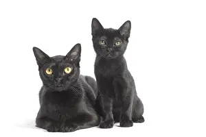 Bombays: Black Bombay Cat and kitten Black Bombay Cat and