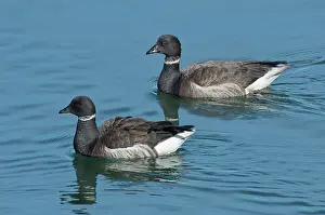 Bernicla: Black Brant Pair swimming