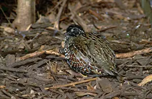 Fluffing: Black-Breasted Button Quail - female fluffing up