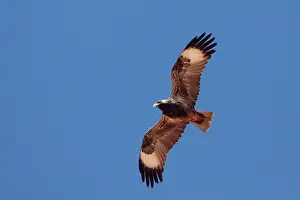 Hamirostra: Black-breasted Buzzard