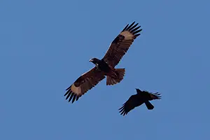 Hamirostra: Black-breasted Buzzard