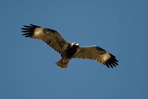 Hamirostra: Black-breasted Buzzard / Black-breasted Kite