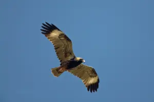 Hamirostra: Black-breasted Buzzard / Black-breasted Kite
