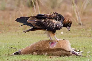 Agilis: Black-breasted Buzzard - Feeding on an Agile Wallaby