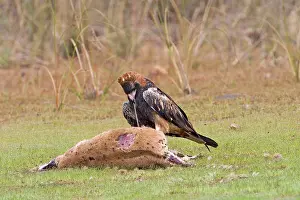 Agilis: Black-breasted Buzzard- Feeding on an Agile Wallaby