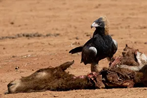 270819: Black-breasted Buzzard - Feeding on a dead foal