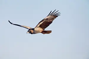 Hamirostra: Black-breasted Buzzard - In flight