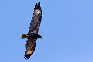 Hamirostra: Black-breasted Buzzard - in flight