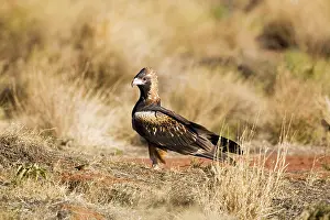Hamirostra: Black-breasted Buzzard - On the ground