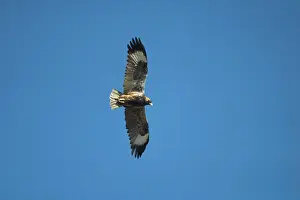 Hamirostra: Black-breasted Buzzard - Hunts over scrub and open woodlands