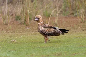 Hamirostra: Black-breasted Buzzard juvenile