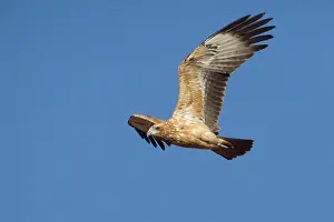 Hamirostra: Black-breasted Buzzard - juvenile in flight