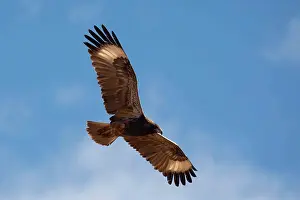Soaring: Black-breasted Buzzard - Soaring over the outback