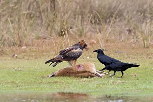 Agilis: Black-breasted Buzzard and Torresian Crows (Corvus