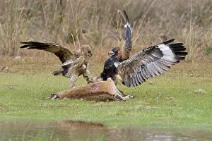 Agilis: Black-breasted Buzzard and Whistling Kite (Haliastur